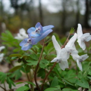 Corydalis ornata seedlings, photo by Mike Slater