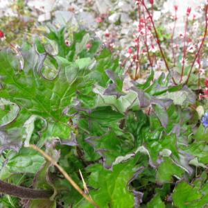 Petasites nivalis subsp. vitifolius