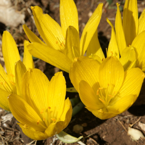 Sternbergia clusiana