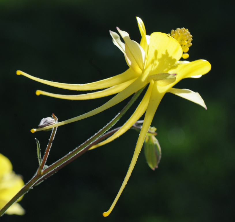 Aquilegia longissima