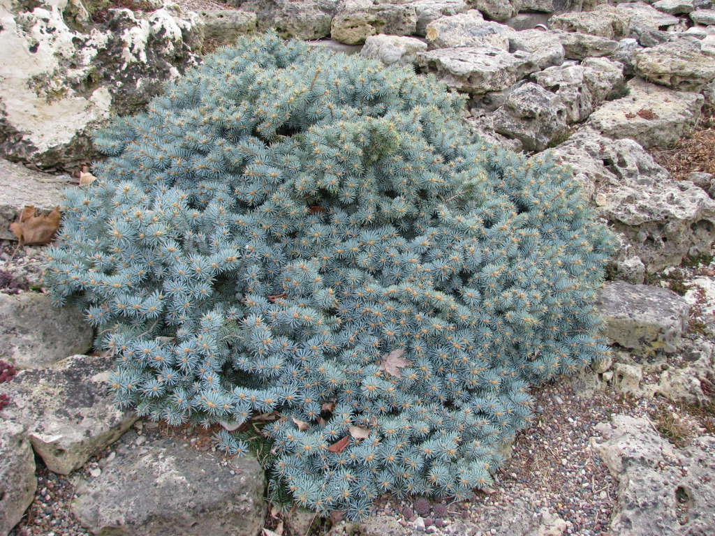 Picea pungens 'St. Mary's Broom'