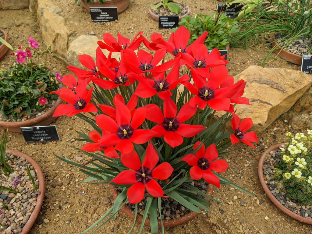 Tulipa linifolia