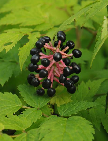 Fruit details of Actaea asiatica