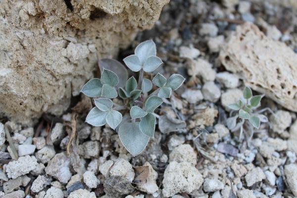 Astragalus loanus - 2nd year plants in the garden.