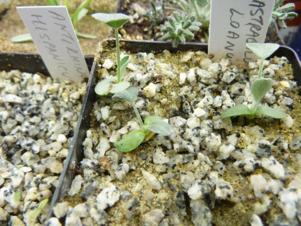 Astragalus loanus seedlings.