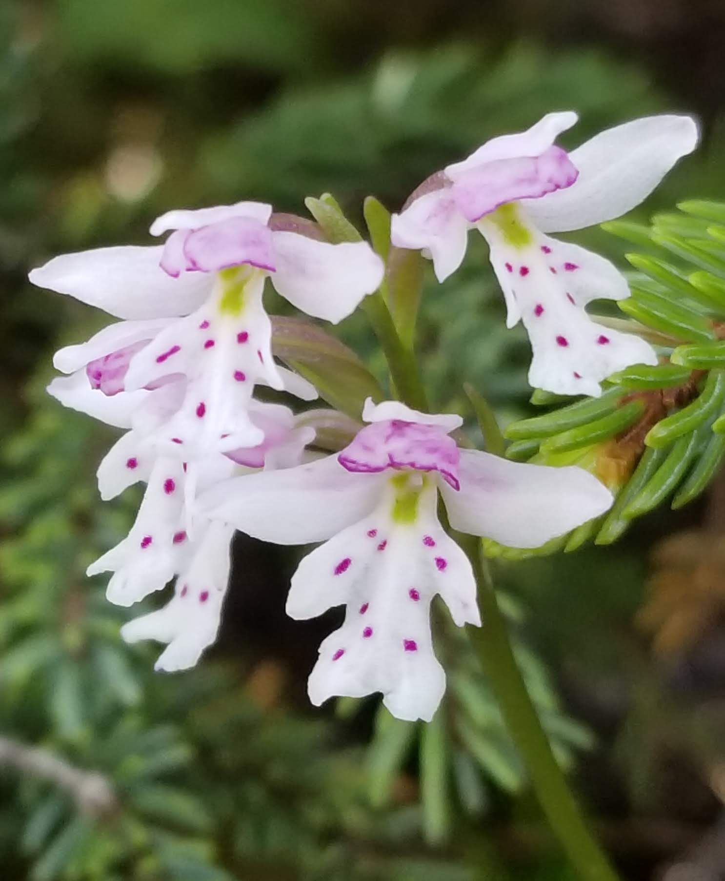 Amerorchis rotundifolia