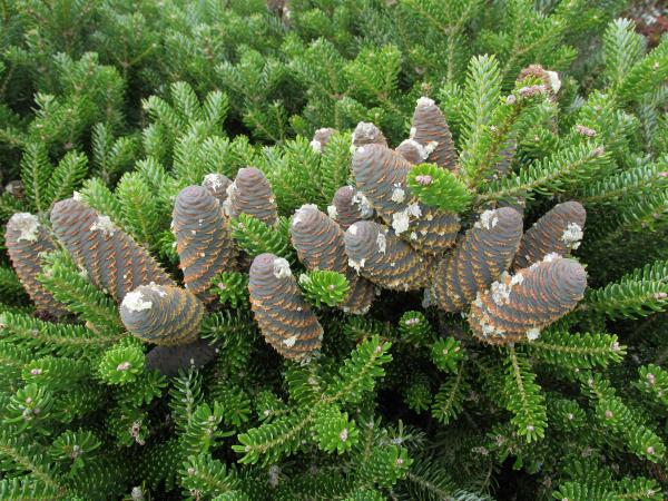 Abies koreana 'Compact dwarf'