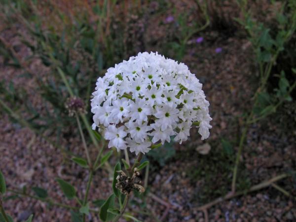 Abronia fragrans