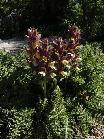 Acanthus syricus