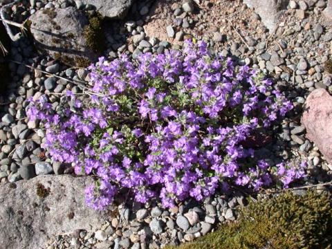 Acinos alpinus