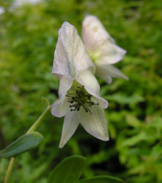 Aconitum tanguticum