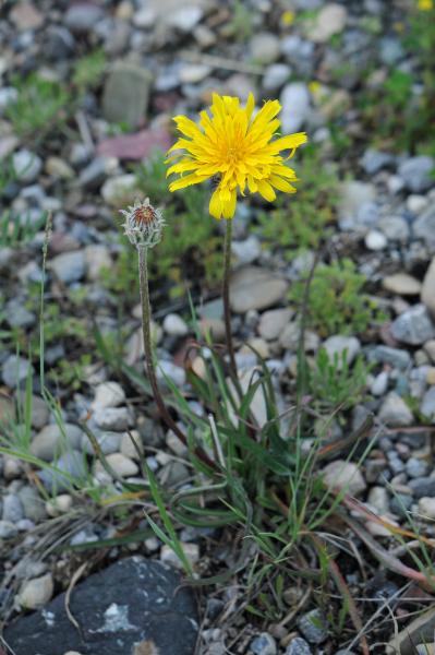 Agoseris glauca