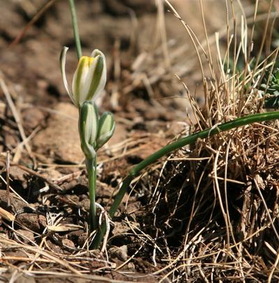 Albuca polyphylla