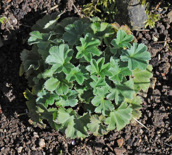 Alchemilla erythropoda