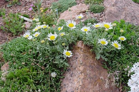 Anthemis cretica