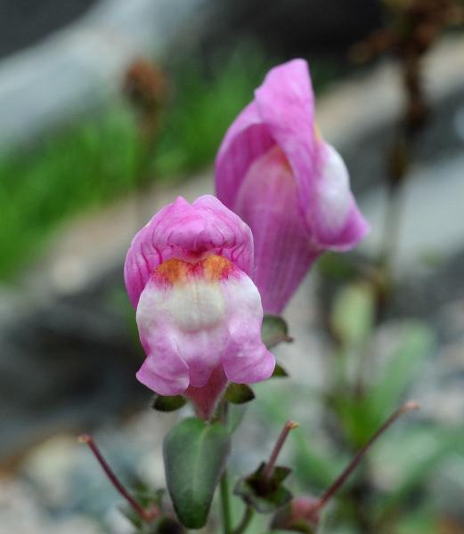 Antirrhinum molle