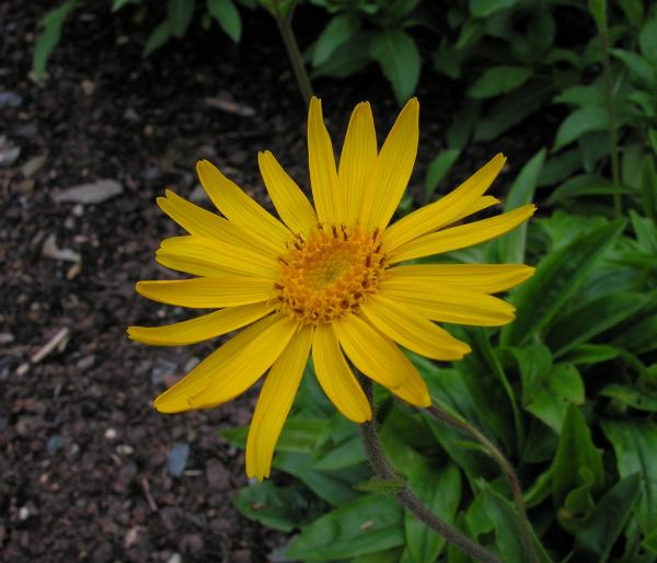 Arnica montana