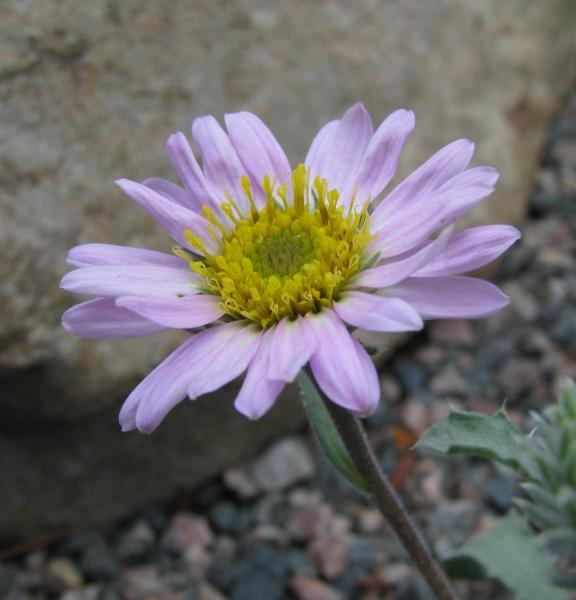 Machaeranthera coloradoensis