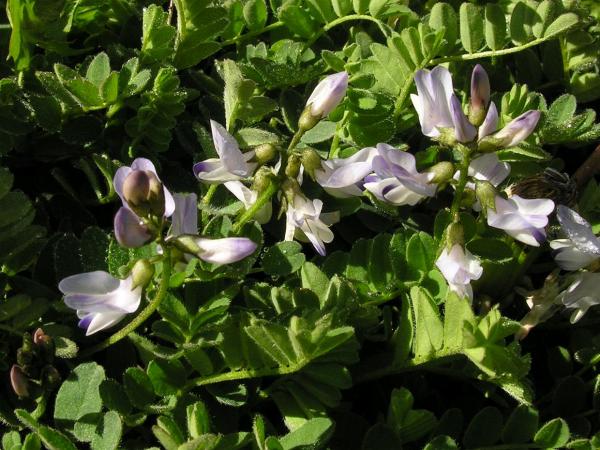 Astragalus alpinus