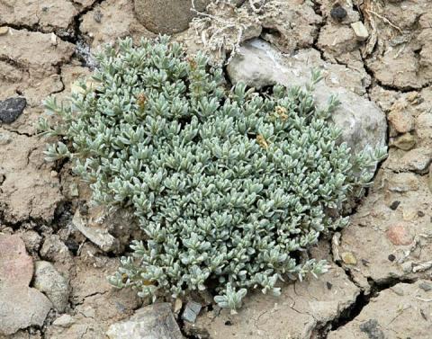 Atriplex corrugata