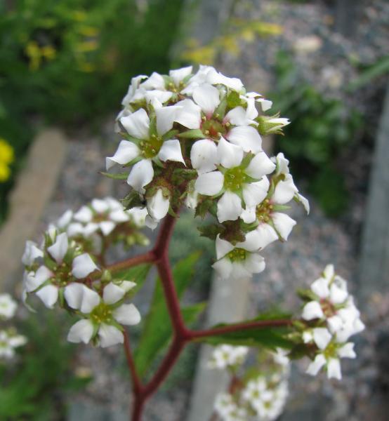 Boykinia aconitifolia