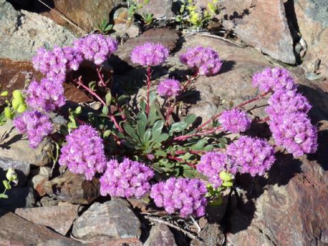 Calyptridium umbellatum