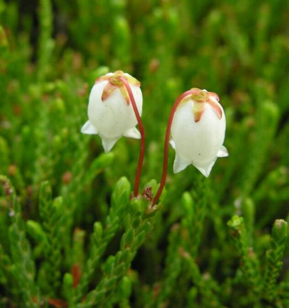 Cassiope mertensiana