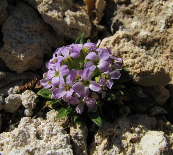 Cheiranthus roseus