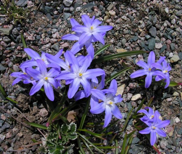 Chionodoxa forbesii