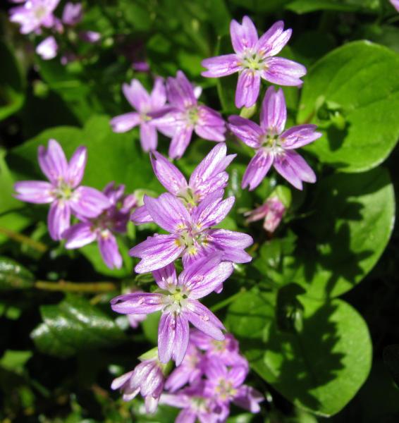 Claytonia siberica