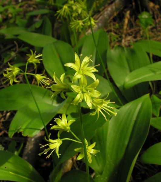 Clintonia borealis