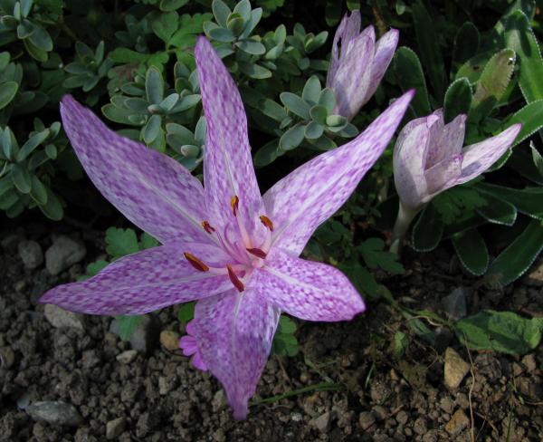 Colchicum agrippinum