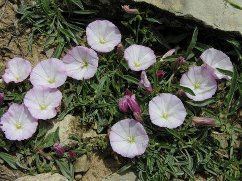 Convolvulus linearis