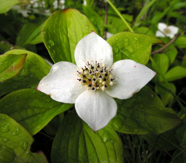 Cornus canadensis