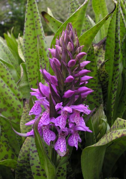 Dactylorhiza praetermissa subsp. majalis