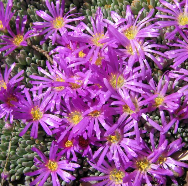 Delosperma spalmanthoides