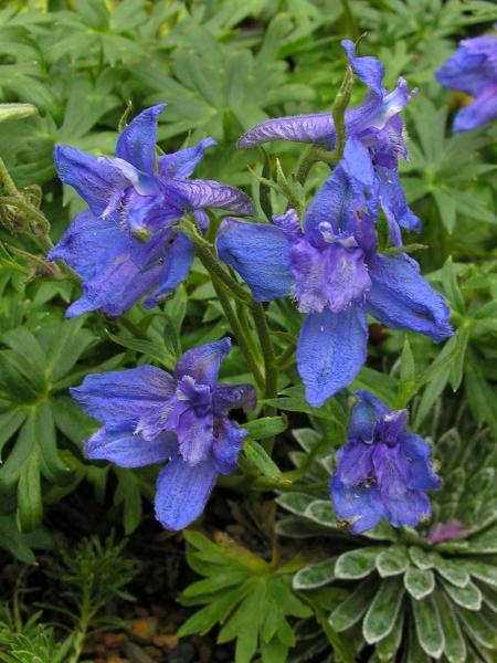 Delphinium alpinum