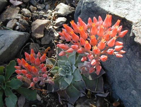 Dudleya cymosa