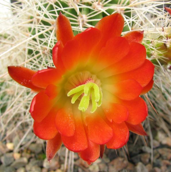 Echinocereus coccineus