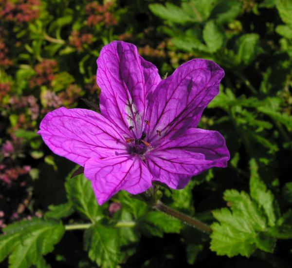 Erodium manescavii