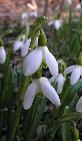 Galanthus nivalis