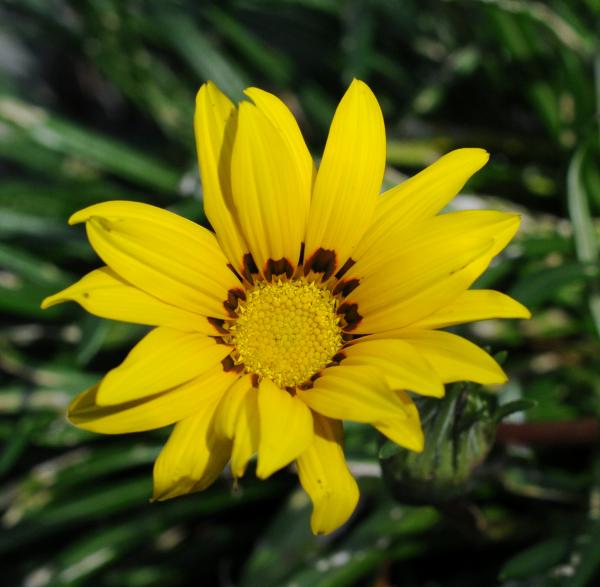 Gazania linearis