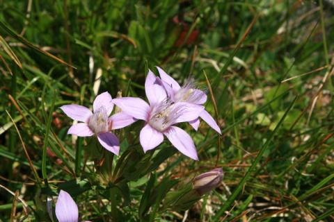 Gentianella aspera