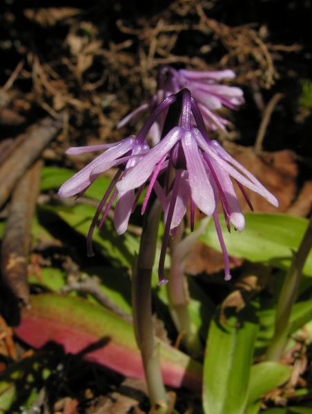 Heloniopsis orientalis