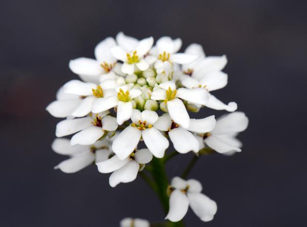 Iberis sempervirens