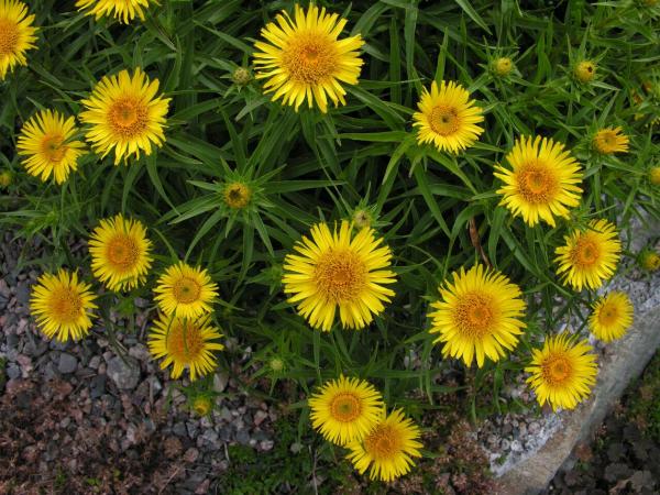 Inula ensifolia 'Compacta'