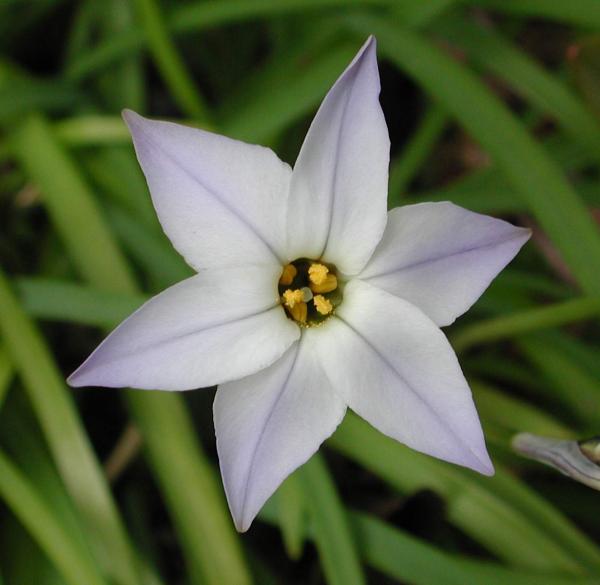 Ipheion uniflora