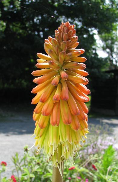 Kniphofia gagnepainii