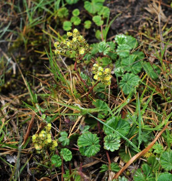 Lachemilla orbiculata