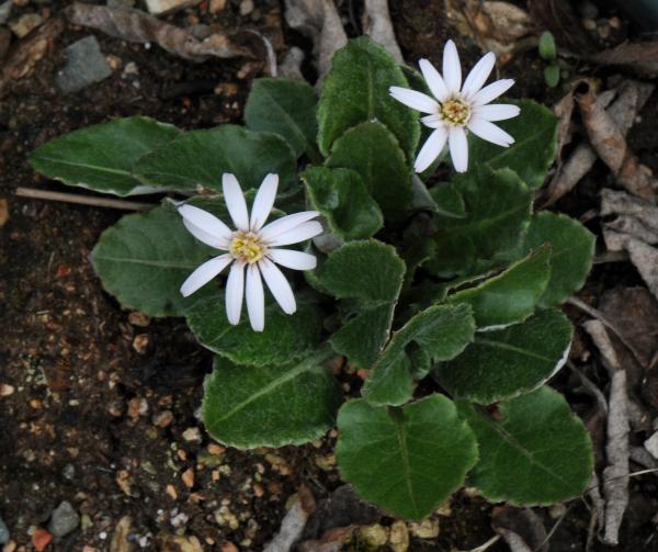 Leibnitzia nepalensis